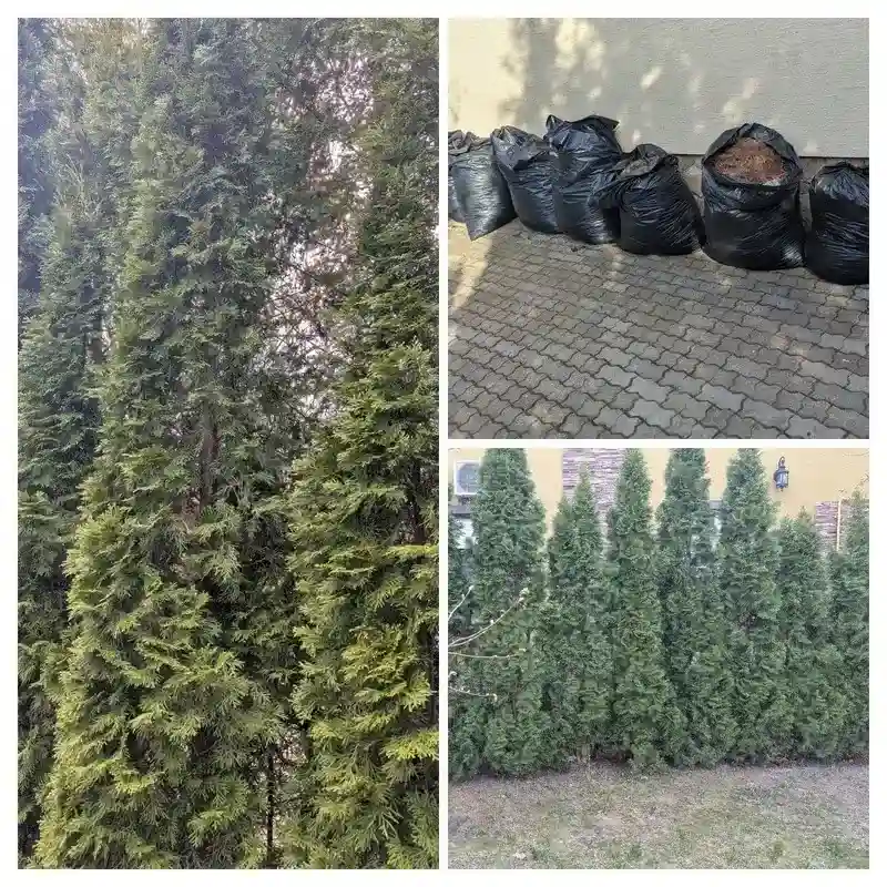 Восстановление туй в г. Москва